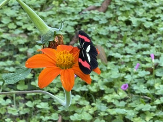 Schmetterling-Foto-Shooting