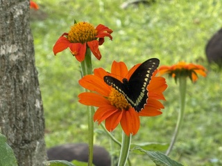 Schmetterling-Foto-Shooting - Foto 2