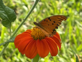 Schmetterling-Foto-Shooting - Foto 3