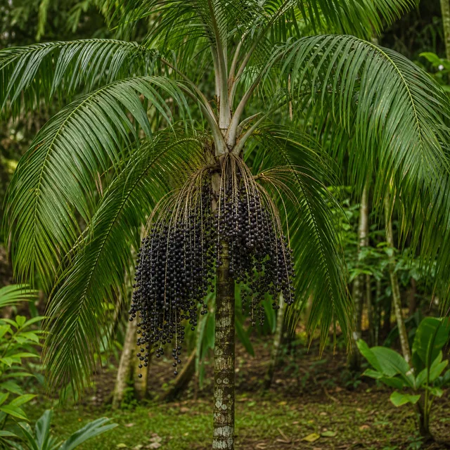 Açaí-Palme