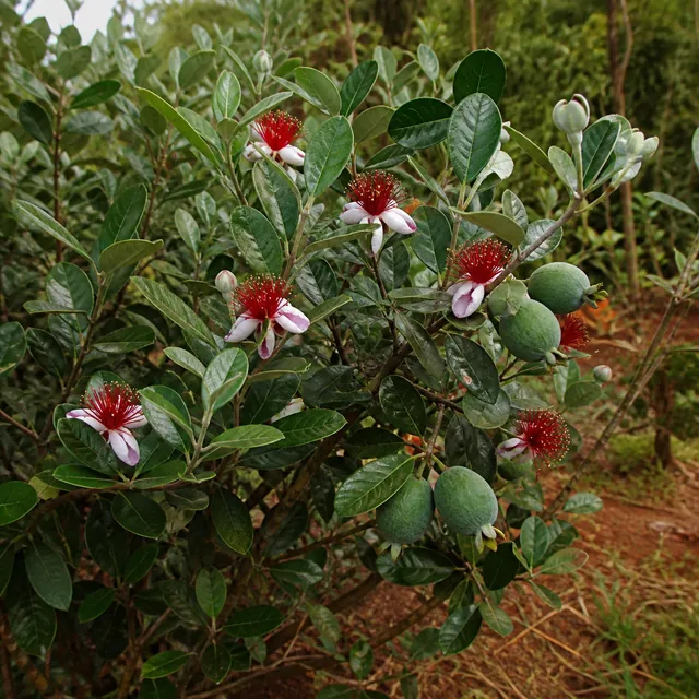Feijoa / Brasilianische Guave
