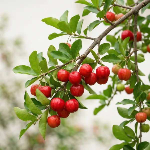 Acerola / Barbadoskirsche