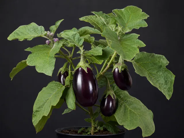 Aubergine