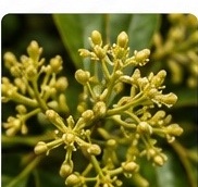 Blüte und Fruchtansatz