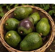 Ernte und Nachreife