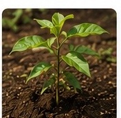 Jungpflanze