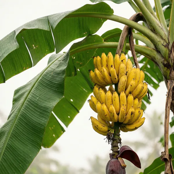 Banane / Kochbanane