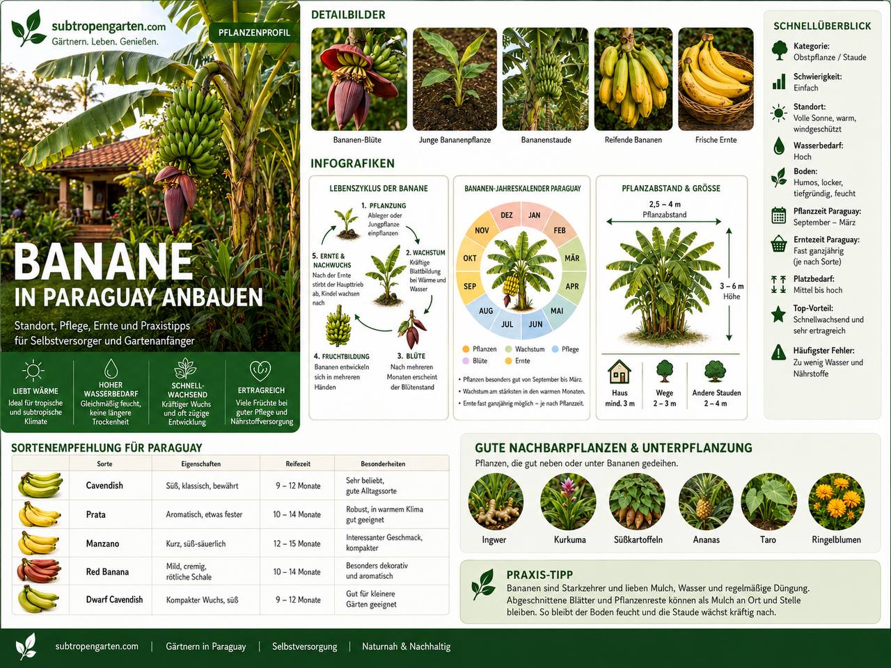 Banane in Paraguay anbauen - Pflanzenprofil