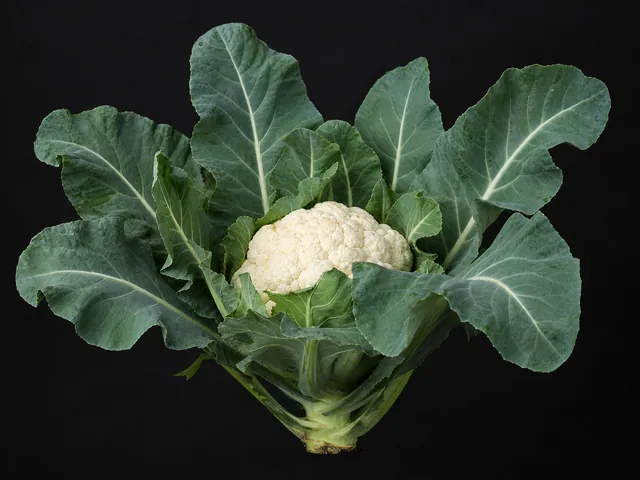 Blumenkohl