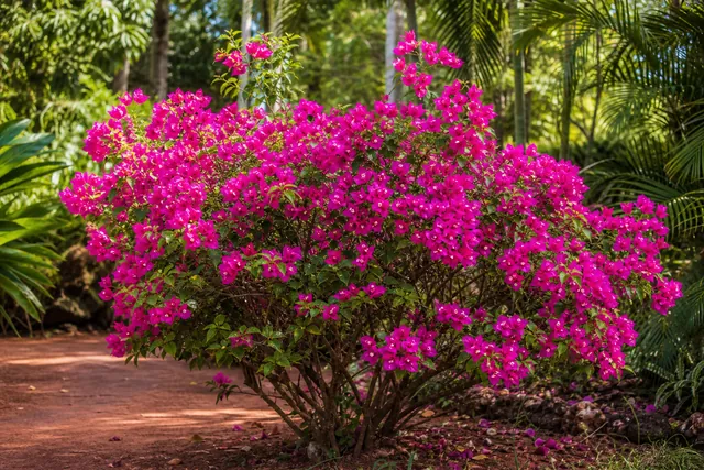 Bougainvillea / Drillingsblume