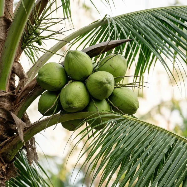 Kokosnuss