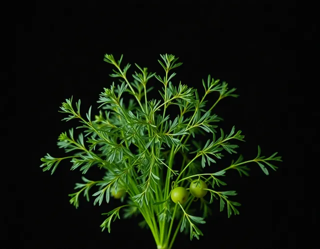 Dill