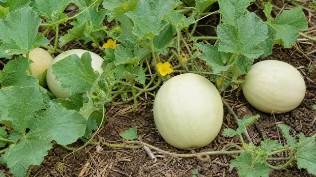 Honigmelone