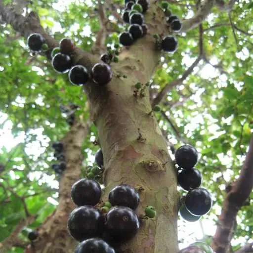 Jaboticaba