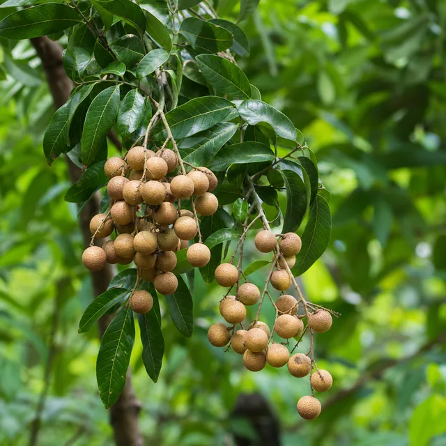 Longan