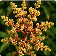 Mangoblüte in Paraguay