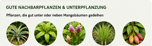 Gute Nachbarpflanzen und Unterpflanzung für Mango