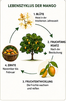 Lebenszyklus der Mango