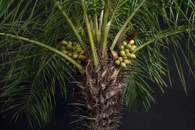 Mbocayá-Palme