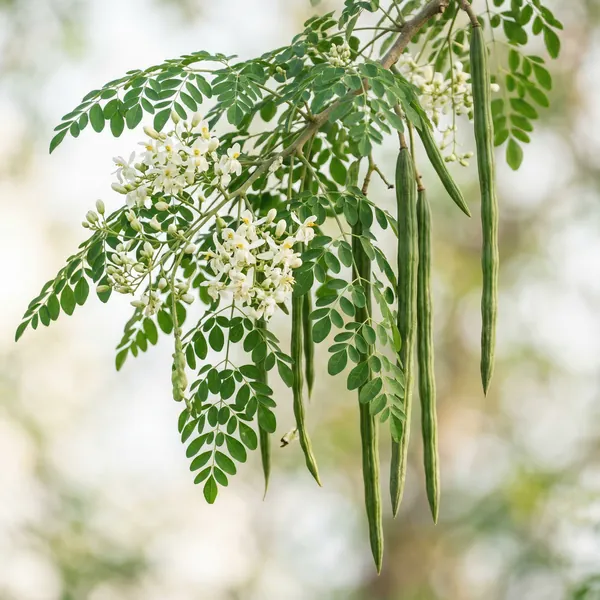 Moringa / Wunderbaum