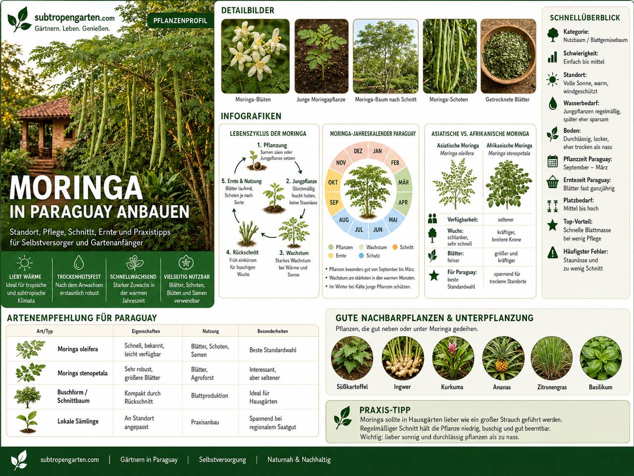 Moringa in Paraguay anbauen - Pflanzenprofil mit Details und Infografiken