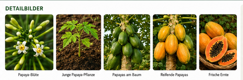 Papaya Detailbilder