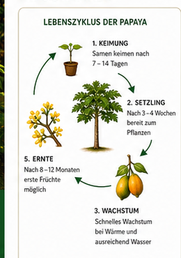 Lebenszyklus