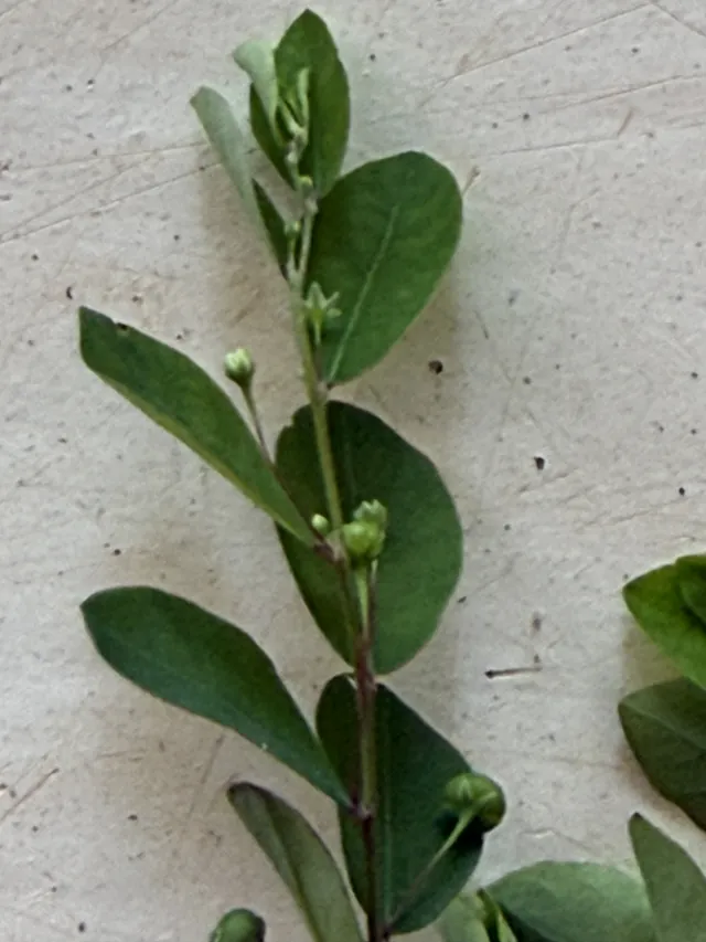 Blattblume "Chanca piedras"