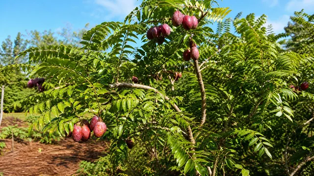 Rote Mombinpflaume