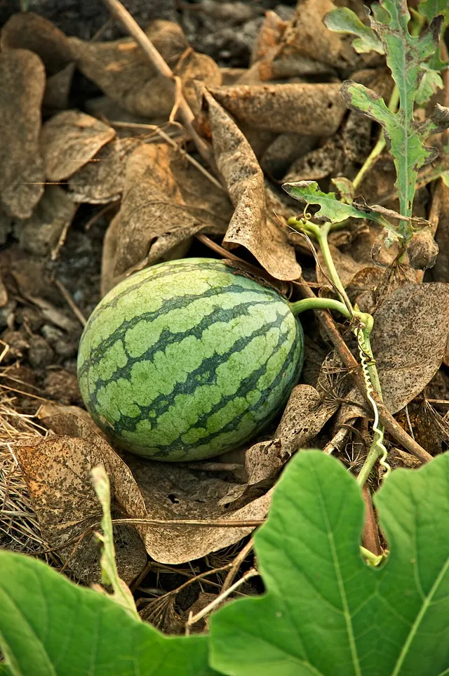 Wassermelone
