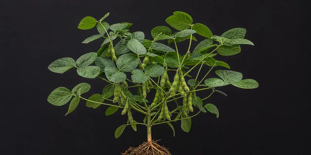 Sojabohne