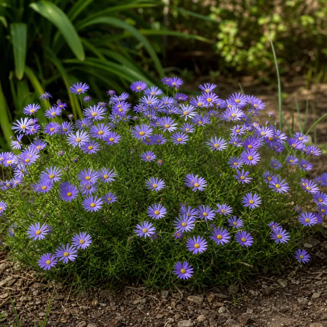 Blaues Gänseblümchen