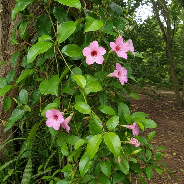 Strophanthus