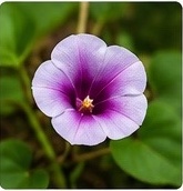 Blüte der Süßkartoffel