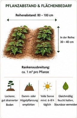 Pflanzabstand und Flächenbedarf Süßkartoffel