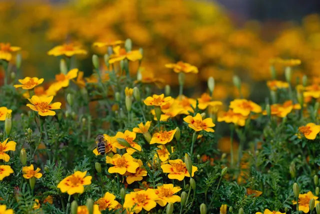 Studentenblume