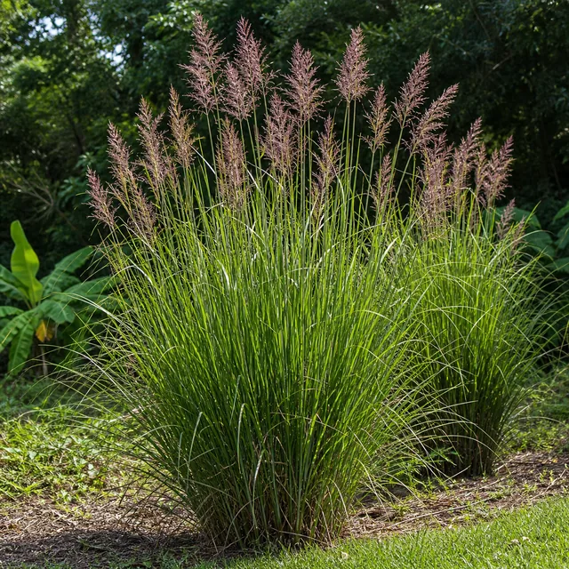 Vetiver