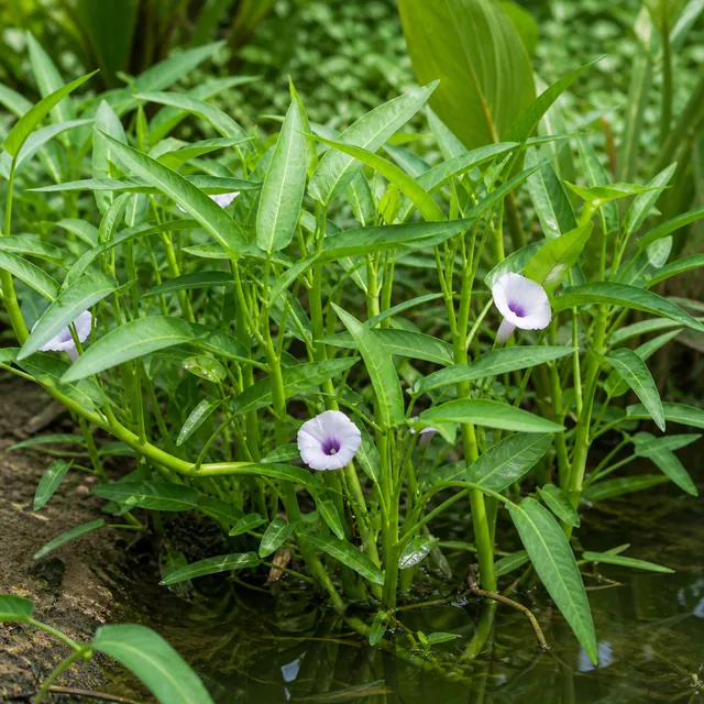 Wasserspinat