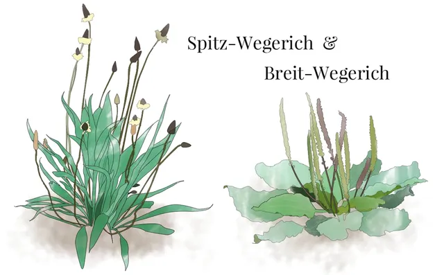 Wegerich