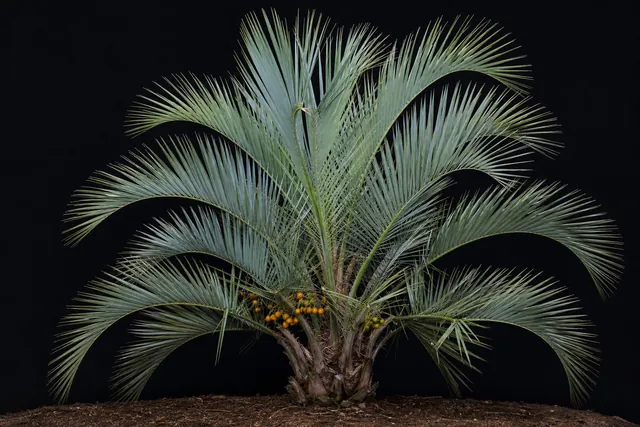 Yatay-Palme